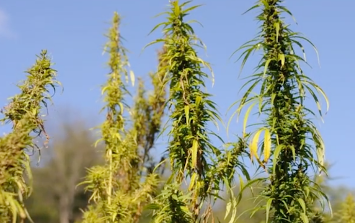 Hemp plants